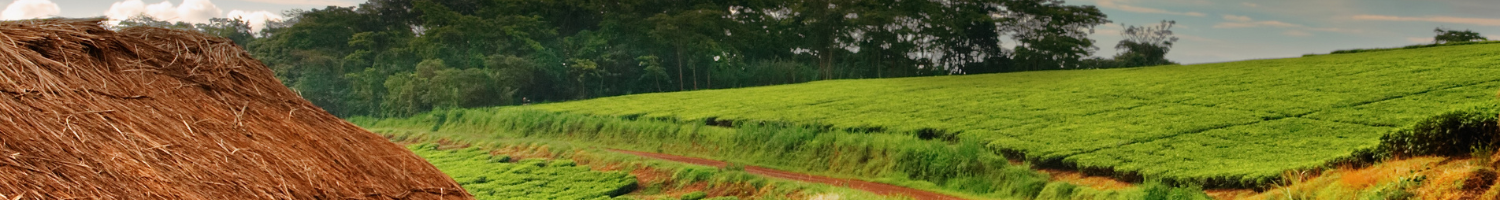 legalizzazione documenti uganda legalizzazione documenti uganda